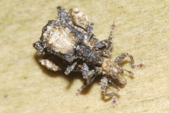 Pactola variabilis