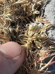 Caryophyllaceae