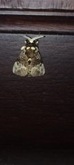 Megalopyge albicollis