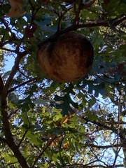 Andricus quercuscalifornicus