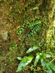 Metrosideros diffusa