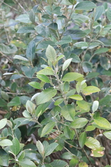 Olearia cydoniifolia