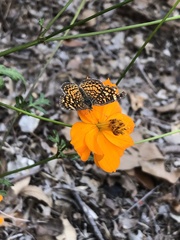 Phyciodes