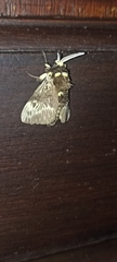 Megalopyge albicollis