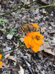 Phyciodes
