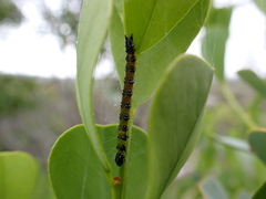 Uresiphita