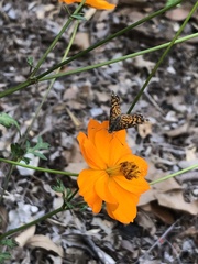 Phyciodes