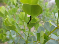 Uresiphita