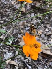 Phyciodes