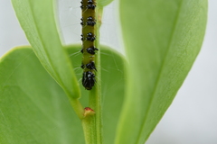 Uresiphita