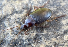 Calathus ruficollis