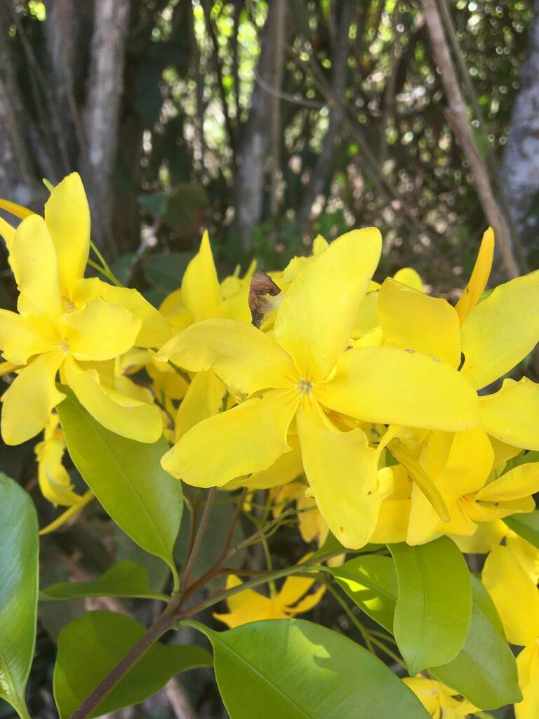 Skytanthus hancorniifolius
