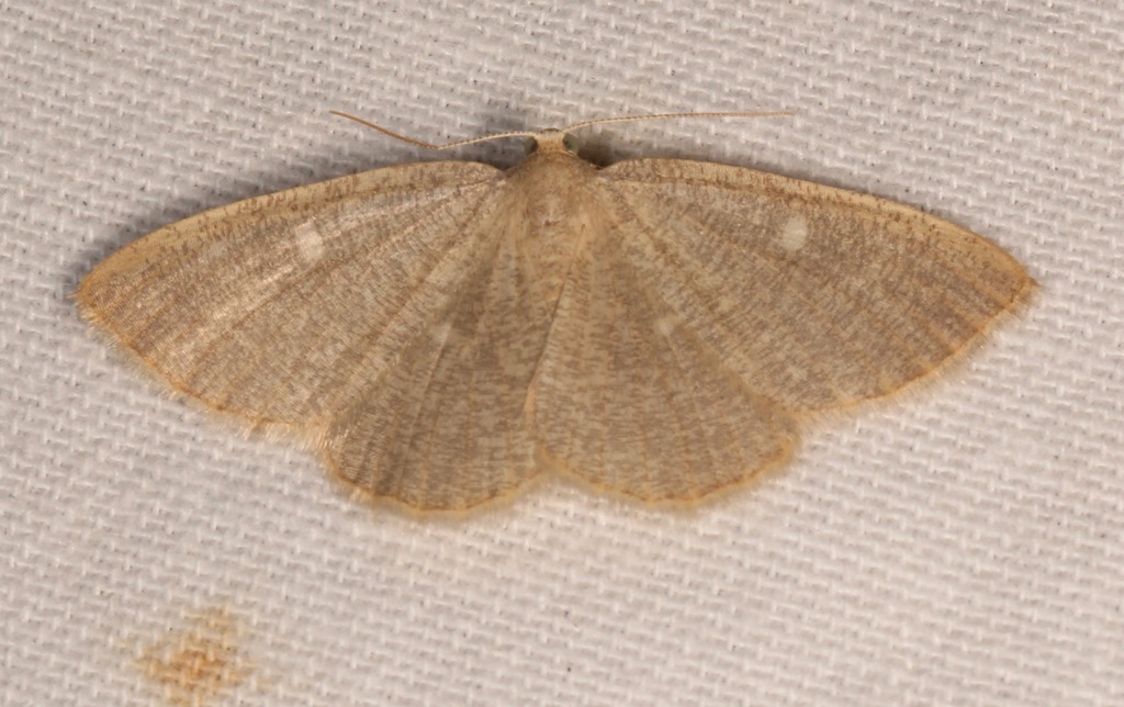 Pterospoda kunzei