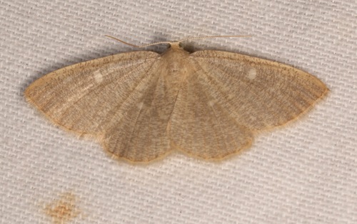 Pterospoda kunzei