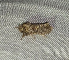 Acrolophus arcanella