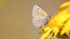 Pseudolucia chilensis