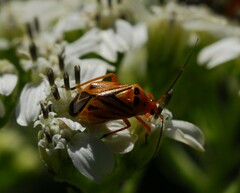 Calocoris barberi