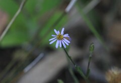 Vittadinia cuneata