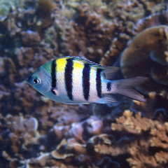 Abudefduf vaigiensis