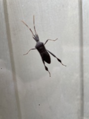 Leptoglossus oppositus