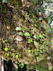 Pyrrosia eleagnifolia