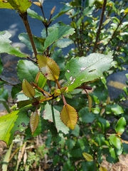 Pterophylla racemosa