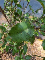 Pterophylla racemosa