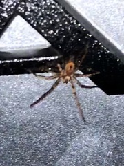 Anyphaena accentuata