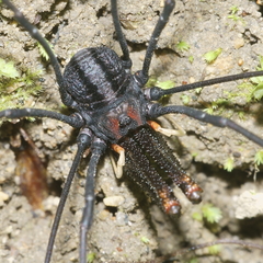 Forsteropsalis inconstans