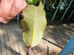 Pterophylla racemosa
