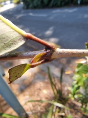 Pterophylla racemosa