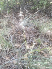 Bouteloua rigidiseta