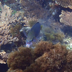 Anampses elegans