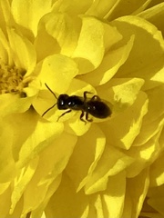 Ceratina calcarata