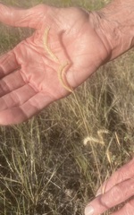Bouteloua pectinata