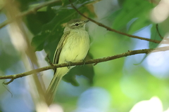 Myiopagis viridicata