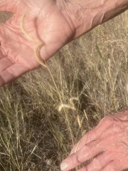Bouteloua pectinata
