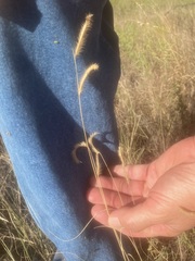 Bouteloua pectinata