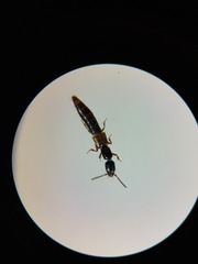 Xantholinus elegans