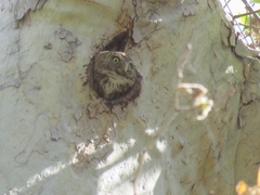 Glaucidium gnoma