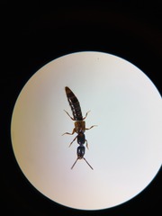 Xantholinus elegans