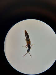 Xantholinus elegans