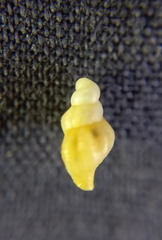 Buccinoidea
