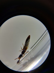 Xantholinus elegans