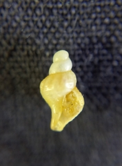Buccinoidea