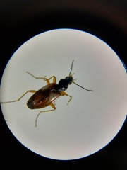 Agonum