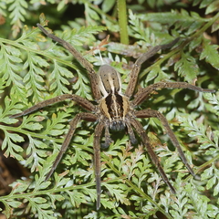 Dolomedes minor