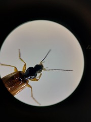 Agonum