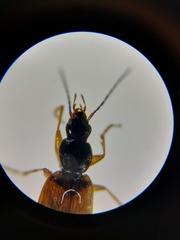 Agonum