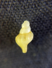 Buccinoidea